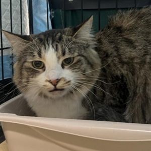 Meet Chica a charming 1-year-old female cat with a striking grey tabby and white coat Chicas frie
