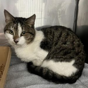 Meet Bronco a handsome 2-year-old male brown and white tabby Broncos striking coat and lively per