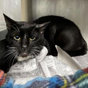 Meet Blink a stunning 2-year-old male with a sleek black coat Blink is neutered microchipped vac