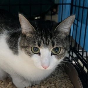 Meet Rimelly a lovely 2-year-old female brown tabby and white cat with a charming demeanor Rimelly