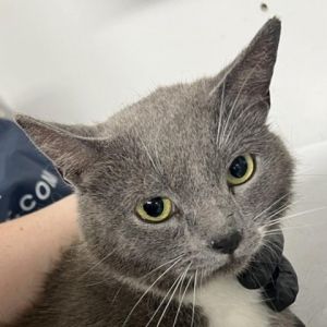 Meet Gills a lovely 3-year-old grey and white female cat with a sweet personality and a soft beaut