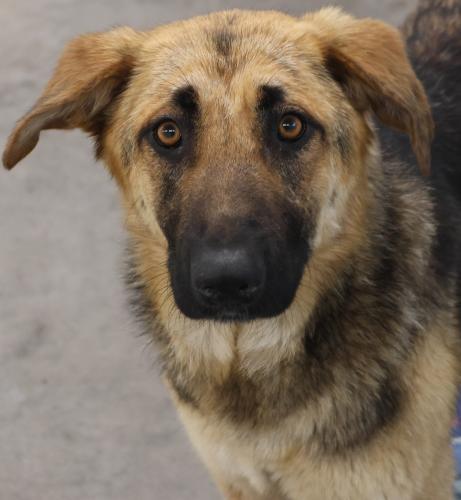 Mama Mimi, an adoptable Shepherd in Thief River Falls, MN, 56701 | Photo Image 1
