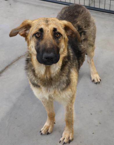 Mama Mimi, an adoptable Shepherd in Thief River Falls, MN, 56701 | Photo Image 2