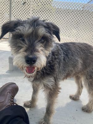 Hi Im Gigi the resilient Schnauzer mix with a heart of gold At 12 years old I may have lost