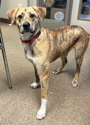 Primary Color Brindle Weight 43lbs Age 1yrs 0mths 0wks Animal has been Spayed