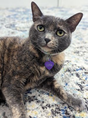 Lucy Liu &#34;Lulu&#34;, Adult Female Domestic Short Hair