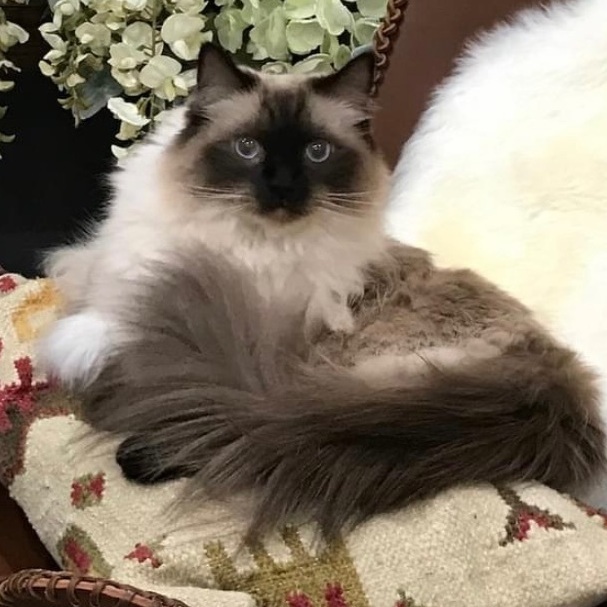 Ace, an adoptable Ragdoll in Tipp City, OH, 45371 | Photo Image 1