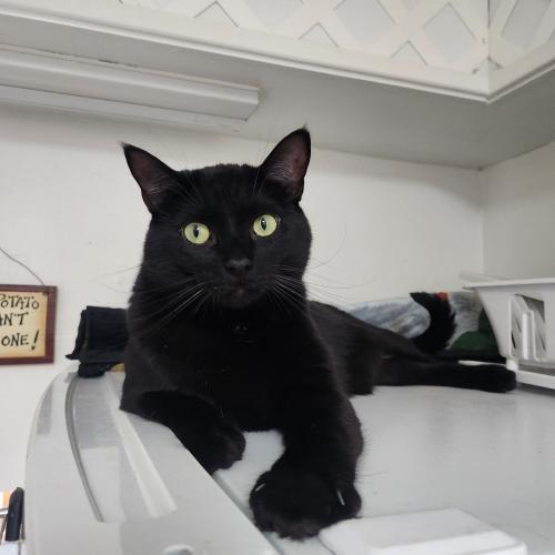 Onyx, an adoptable Domestic Short Hair in Carson City, NV, 89701 | Photo Image 1