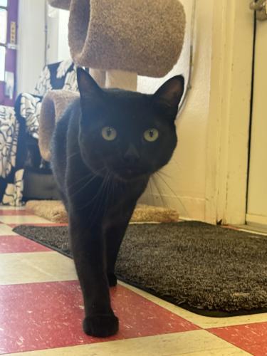 Onyx, an adoptable Domestic Short Hair in Carson City, NV, 89701 | Photo Image 6