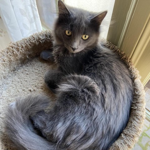 Little Gray, an adoptable Domestic Long Hair in Idaho Falls, ID, 83402 | Photo Image 1