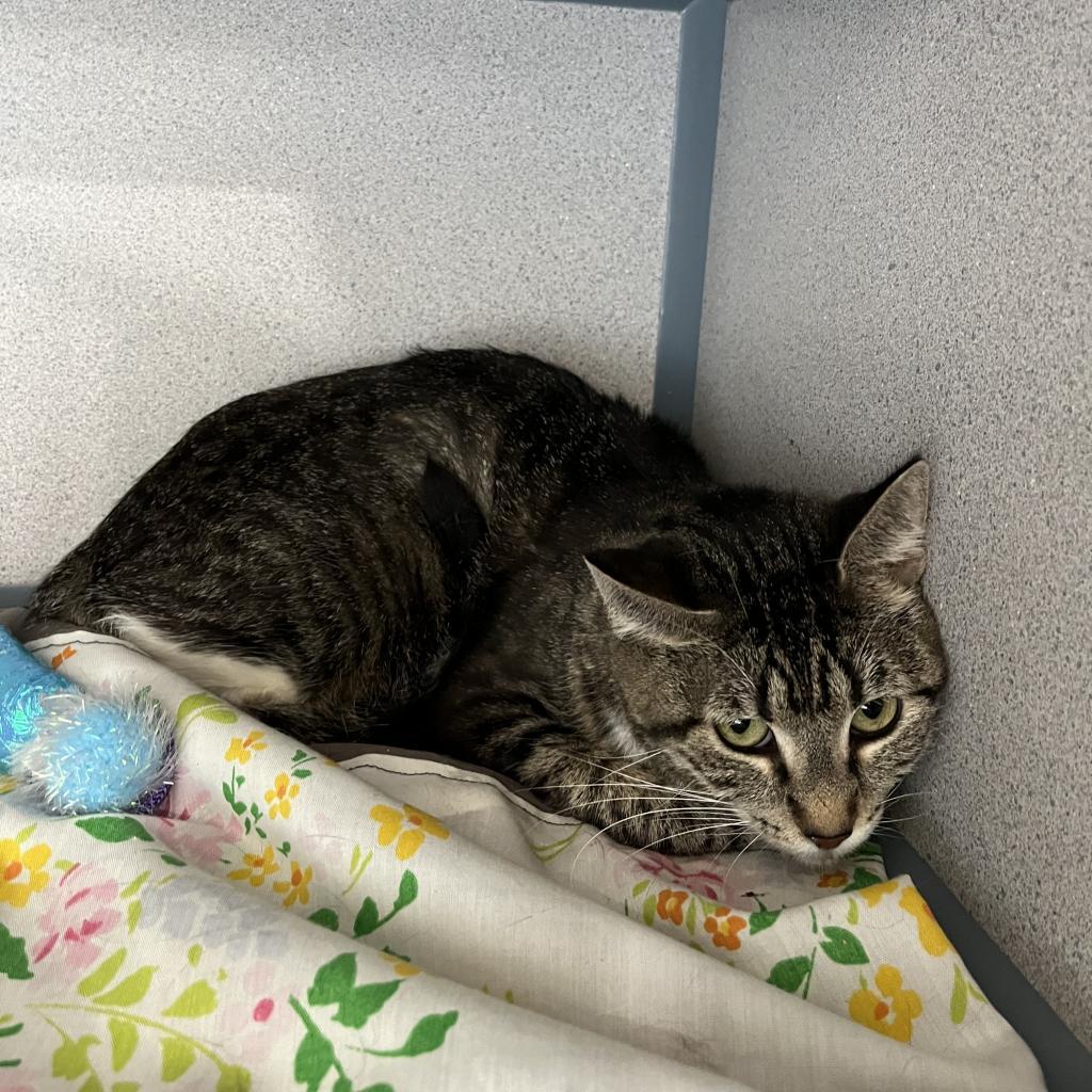 Raisin Bran, an adoptable Domestic Short Hair in North Battleford, SK, S9A 2M7 | Photo Image 1