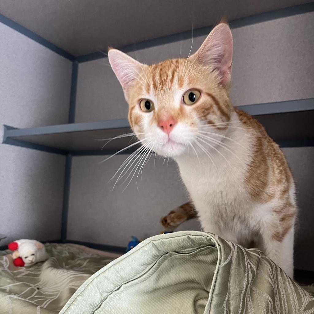 Porridge, an adoptable American Shorthair in North Battleford, SK, S9A 2M7 | Photo Image 1