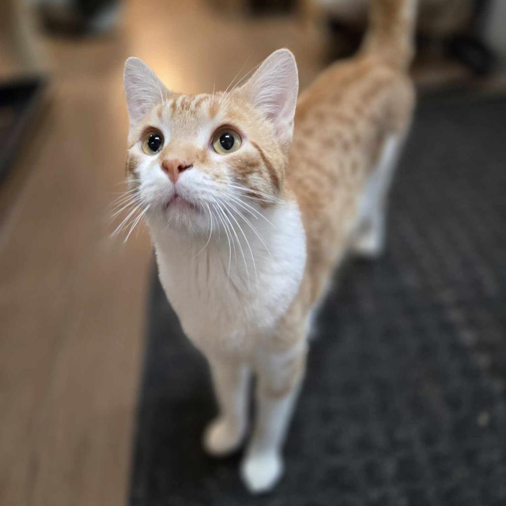 Porridge, an adoptable American Shorthair in North Battleford, SK, S9A 2M7 | Photo Image 2