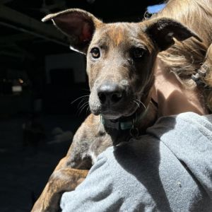 Looking for a snuggle buddy Meet Calamity the sweetest pup in search of her forever home This bea