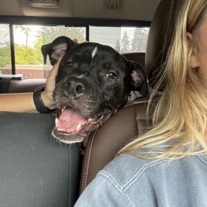 Meet Potter a 2 year old BulldogPittie mix searching for his forever home With his shots up to da