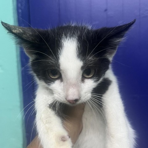 Sunshine, an adoptable American Shorthair in Guaynabo, PR, 00969 | Photo Image 1