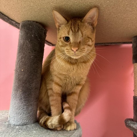 One Eyed Joe, an adoptable Domestic Short Hair in Monroe, LA, 71203 | Photo Image 1