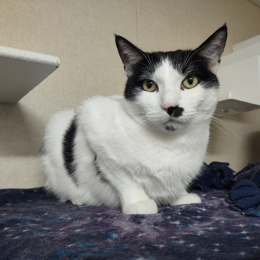 Pluto, an adoptable Domestic Short Hair in Washougal, WA, 98671 | Photo Image 1