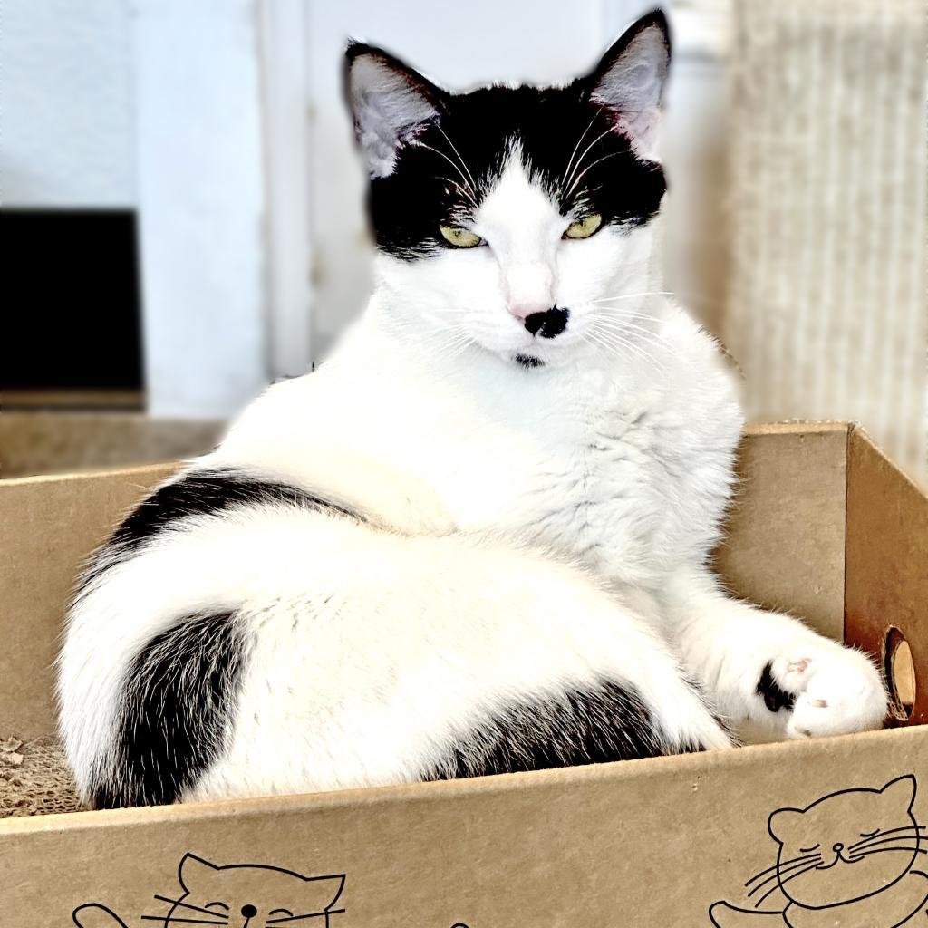 Bruno, an adoptable Domestic Short Hair in Washougal, WA, 98671 | Photo Image 2