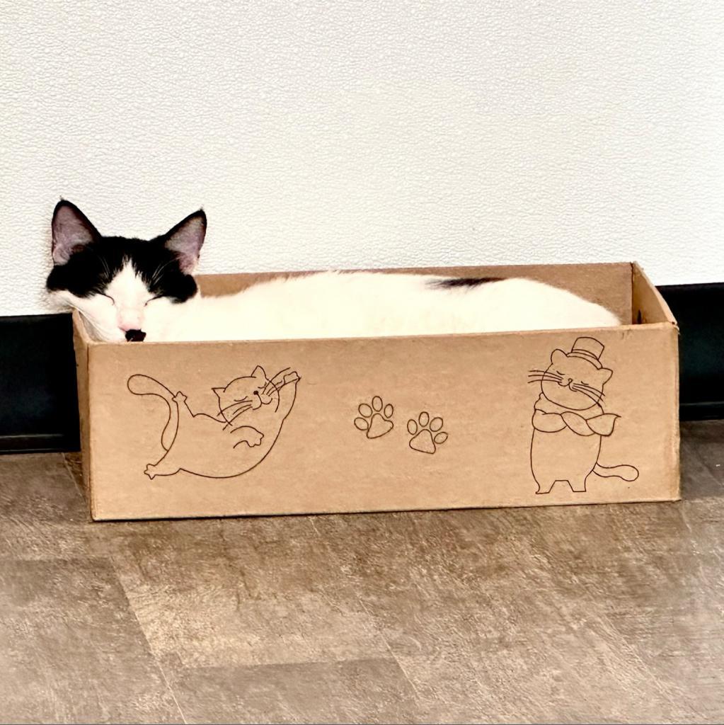 Bruno, an adoptable Domestic Short Hair in Washougal, WA, 98671 | Photo Image 3