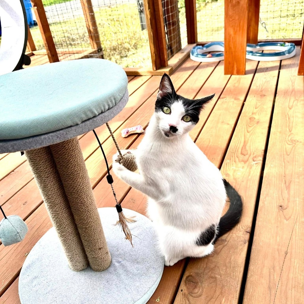 Bruno, an adoptable Domestic Short Hair in Washougal, WA, 98671 | Photo Image 5