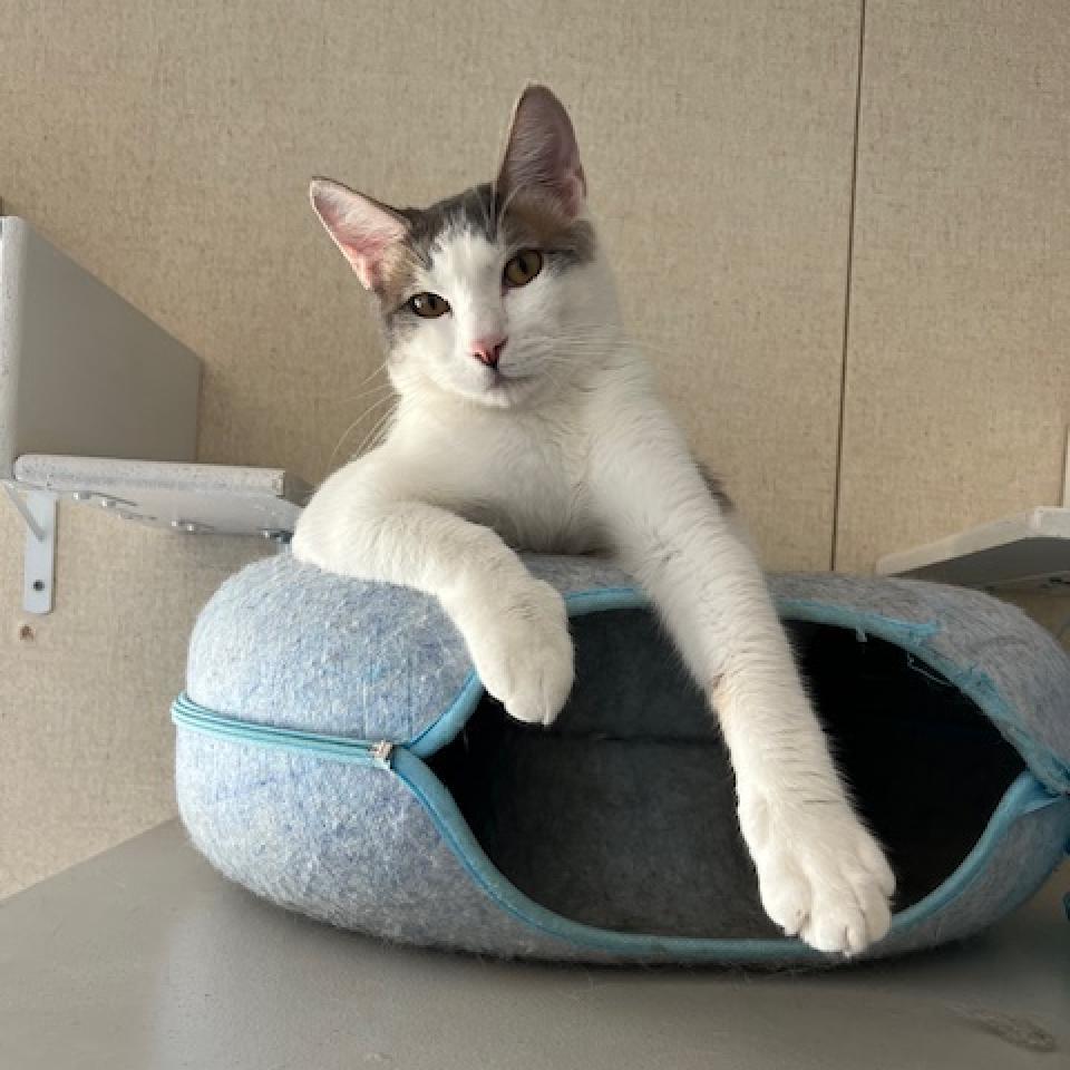 Mars, an adoptable Domestic Short Hair in Washougal, WA, 98671 | Photo Image 2