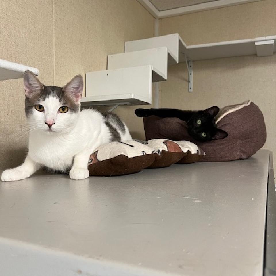 Mars, an adoptable Domestic Short Hair in Washougal, WA, 98671 | Photo Image 3