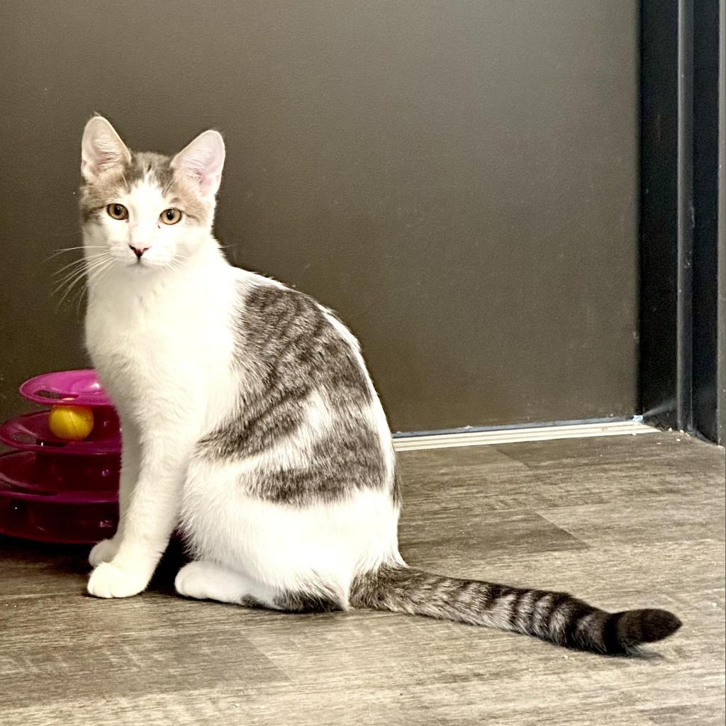 Mars, an adoptable Domestic Short Hair in Washougal, WA, 98671 | Photo Image 4