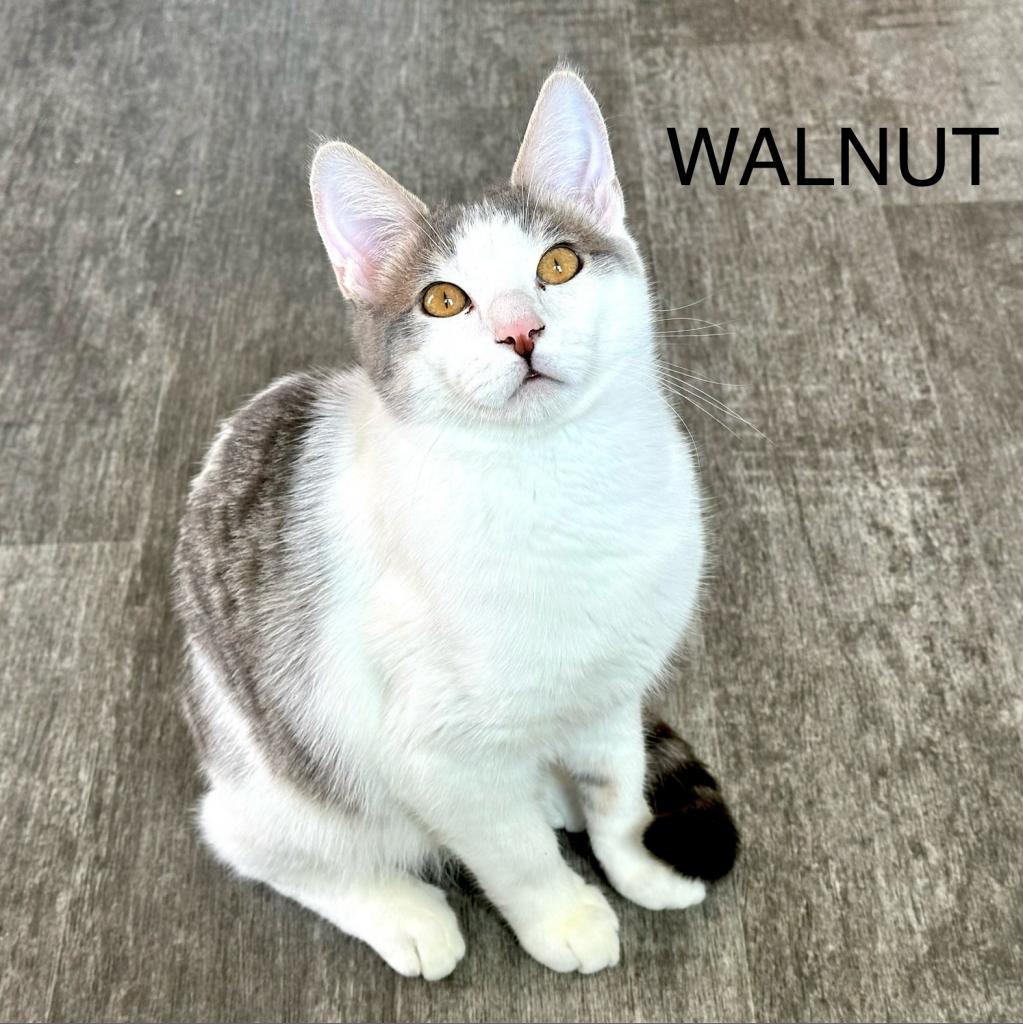 Mars, an adoptable Domestic Short Hair in Washougal, WA, 98671 | Photo Image 5