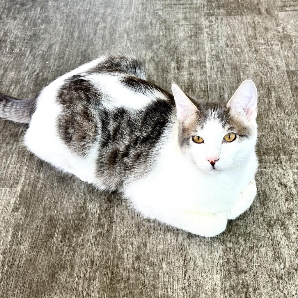 Mars, an adoptable Domestic Short Hair in Washougal, WA, 98671 | Photo Image 6