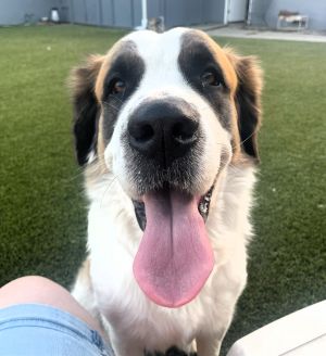 Tiffany Saint Bernard Dog