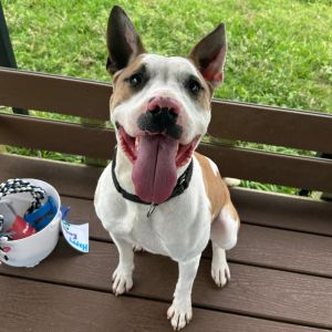 Stitch, Adult Male Bull Terrier