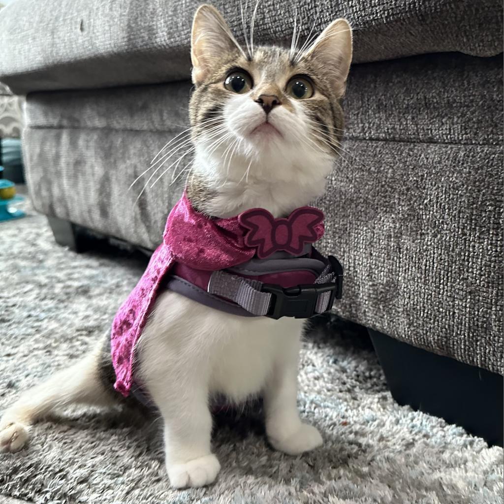 Chicken Noodle, an adoptable Domestic Short Hair in St. Paul, MN, 55119 | Photo Image 2