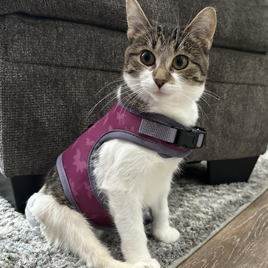 Chicken Noodle, an adoptable Domestic Short Hair in St. Paul, MN, 55119 | Photo Image 3