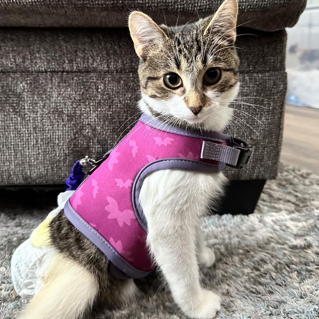 Chicken Noodle, an adoptable Domestic Short Hair in St. Paul, MN, 55119 | Photo Image 4