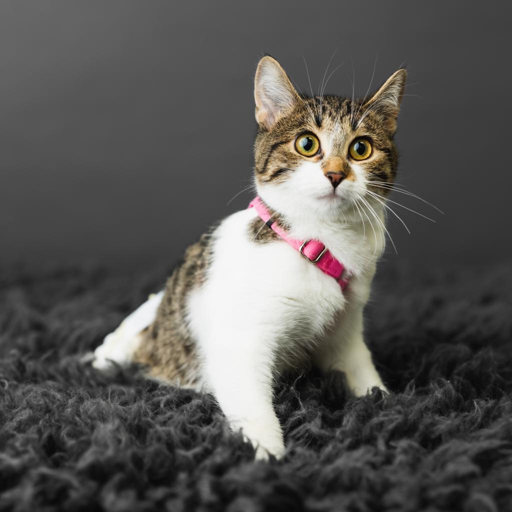 Chicken Noodle, an adoptable Domestic Short Hair in St. Paul, MN, 55119 | Photo Image 5