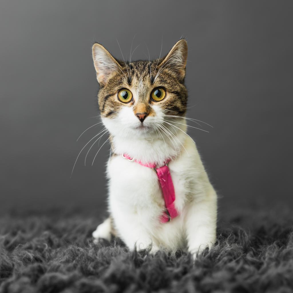 Chicken Noodle, an adoptable Domestic Short Hair in St. Paul, MN, 55119 | Photo Image 6