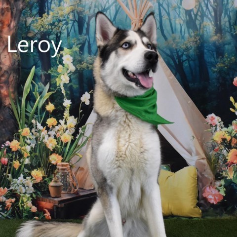 Leroy