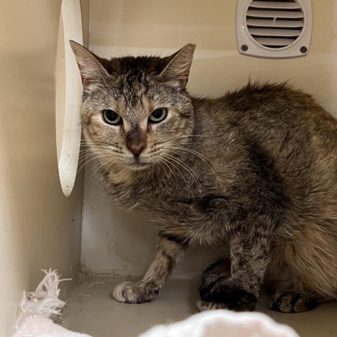 Boomer, an adoptable Domestic Short Hair in Yuma, AZ, 85365 | Photo Image 1