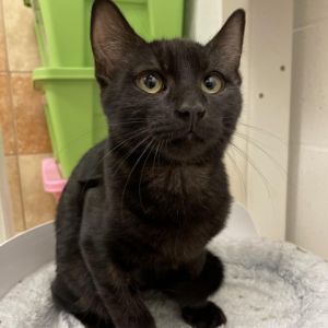 Hi Im Jada Im a gorgeous and cuddly kitty I love chilling in my kennel and curling up with my
