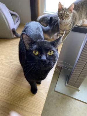 Evie, Young Female Domestic Short Hair
