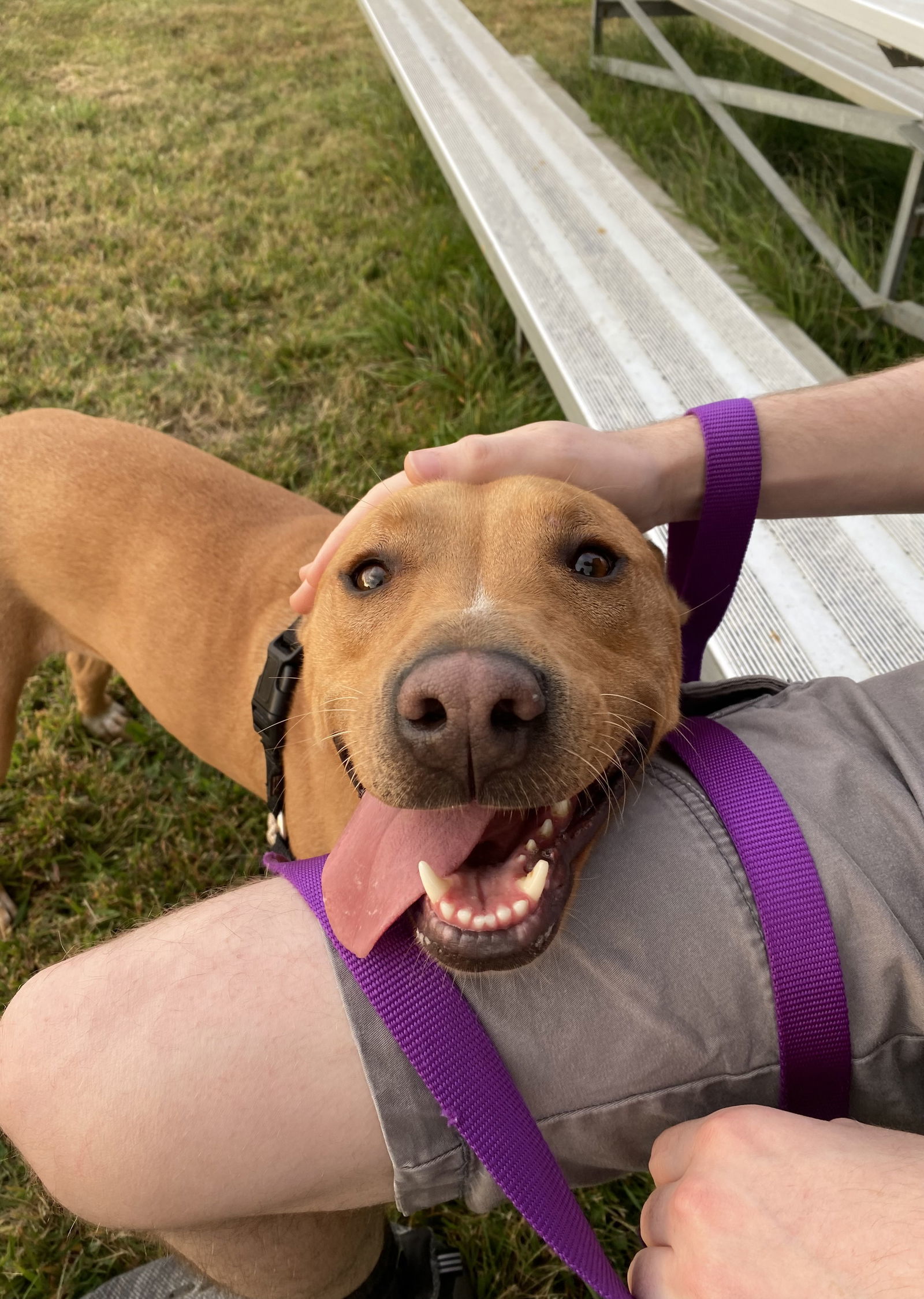 Rusty, an adoptable Pit Bull Terrier in Estherville, IA, 51334 | Photo Image 1