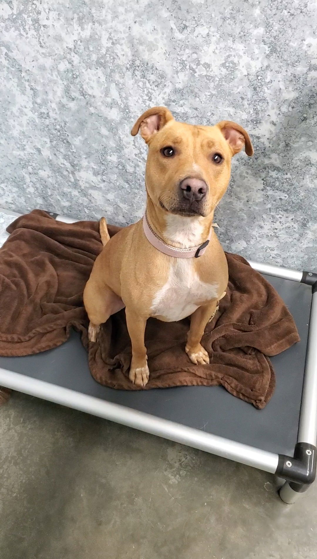 Rusty, an adoptable Pit Bull Terrier in Estherville, IA, 51334 | Photo Image 2