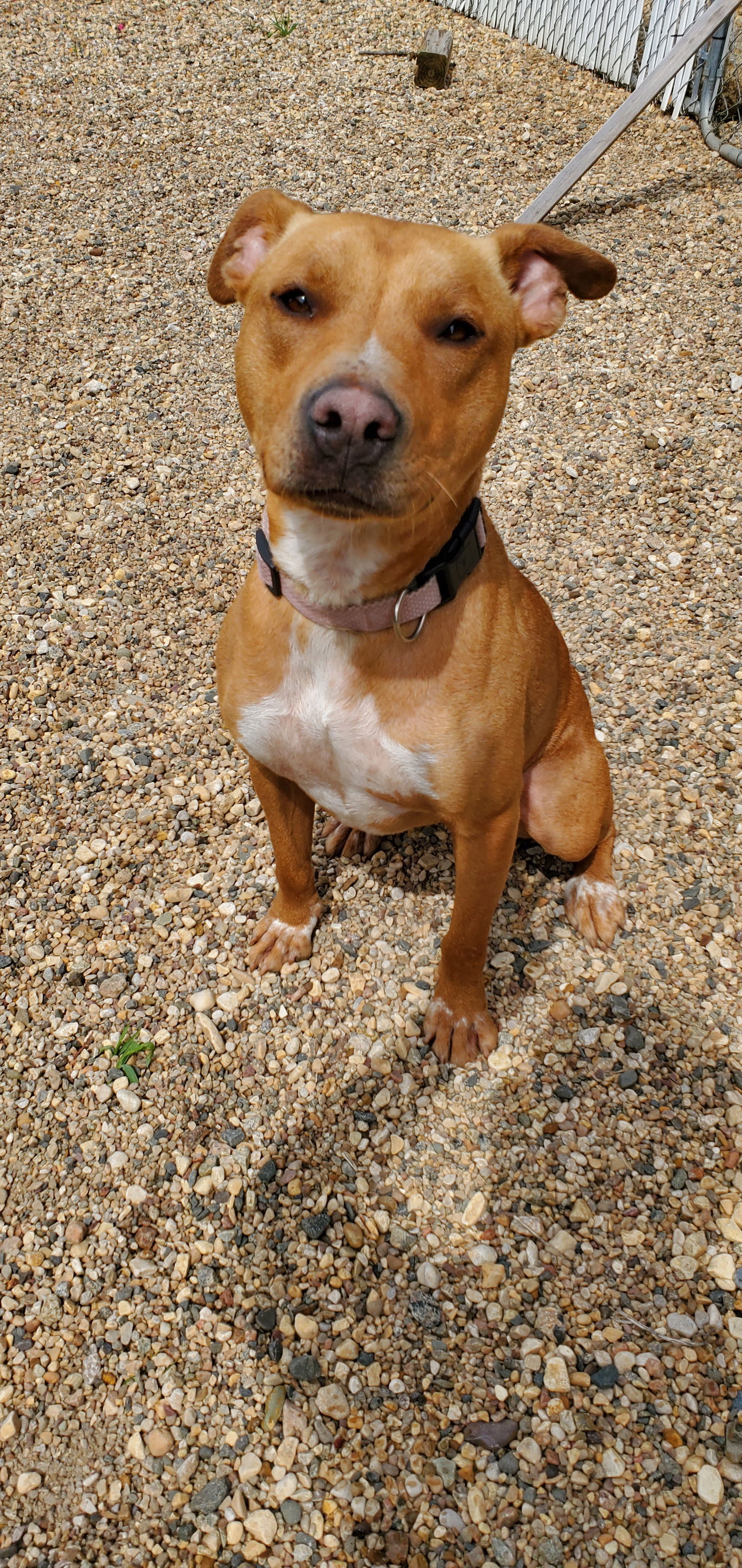 Rusty, an adoptable Pit Bull Terrier in Estherville, IA, 51334 | Photo Image 3