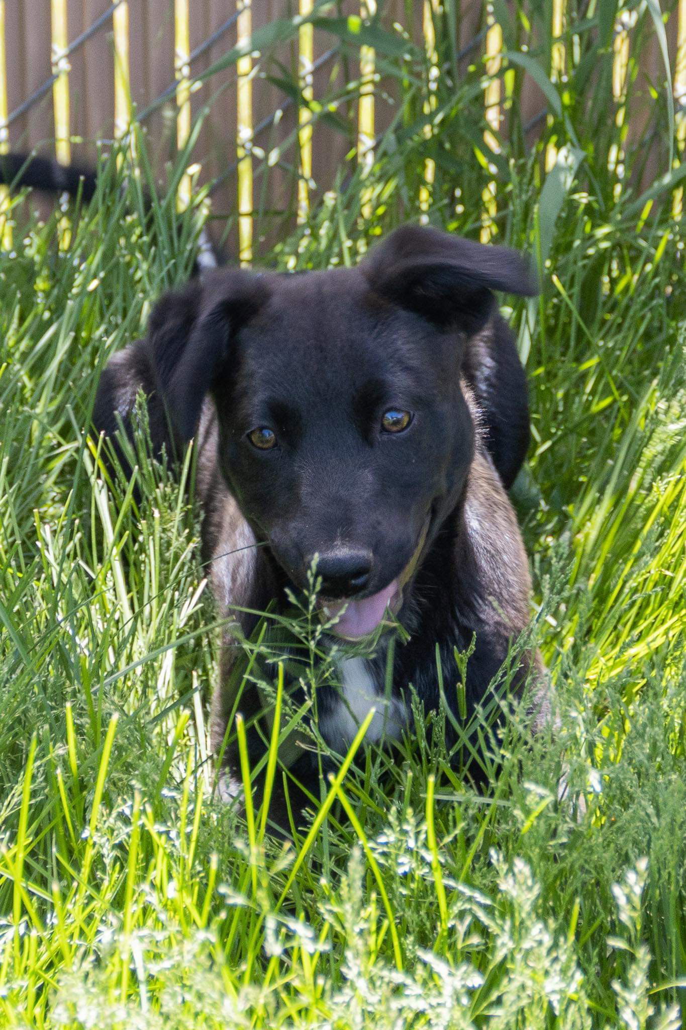 Shirley, an adoptable Border Collie in Estherville, IA, 51334 | Photo Image 1