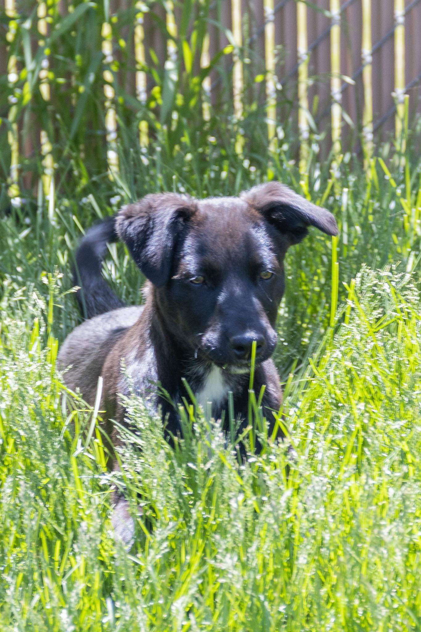 Shirley, an adoptable Border Collie in Estherville, IA, 51334 | Photo Image 2