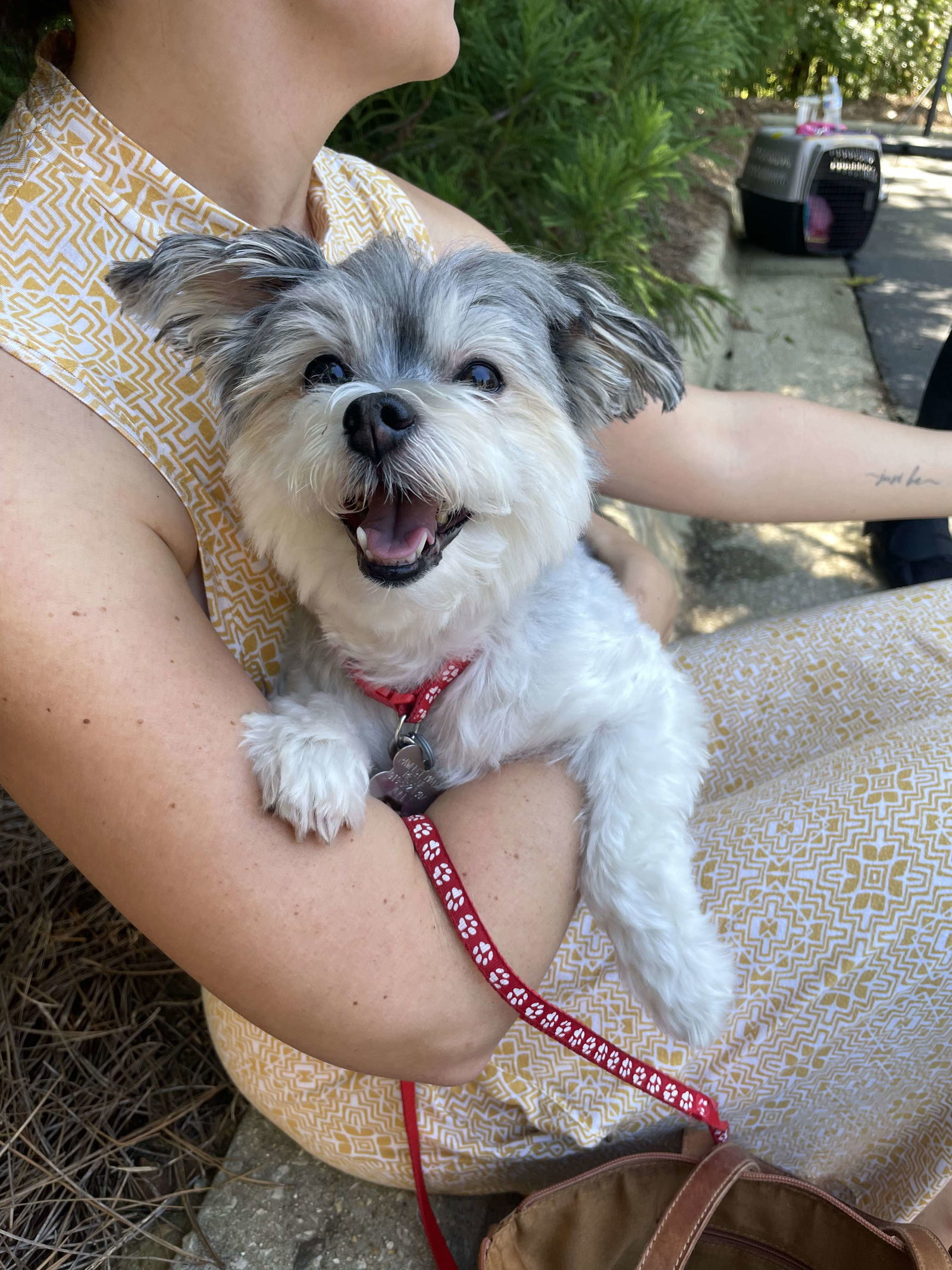 Florence, an adoptable Maltese in Holly Springs, NC, 27540 | Photo Image 1