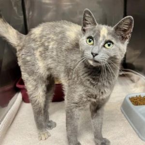 Meet Boba a beautiful 1-year-old female with a striking dilute grey and orange calico coat Bobas 