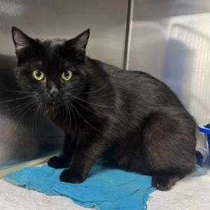Meet Minnow a sleek and handsome 1-year and 9-month-old male cat with a striking black coat and a p