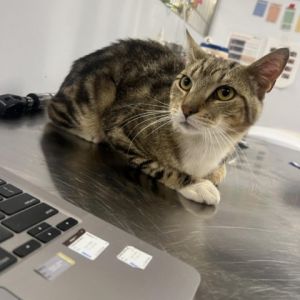 Meet Triton a handsome 1-year-old male with a striking tabby and white coat Tritons charming pers